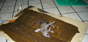 مادة لاصقة لاصطياد الفئران والفئران ، وكذلك الفروق الدقيقة في الفخاخ اللزجة
