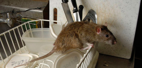 Избор на ефективно електронно отблъскване за плъх и мишка