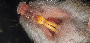 Les conseqüències de les picades de rata i què fer si és mossegat