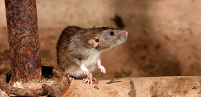 Mètodes per tractar les rates en una casa particular