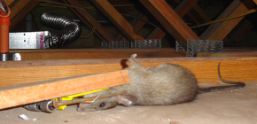 Nejlepší typy pastí na potkany pro kontrolu hlodavců