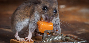 Nejlepší návnady pro potkany a myši: co tito hlodavci milují nejvíce?