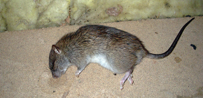 Než otrávit krysy a myši, aby se rychle zbavili své přítomnosti v domě