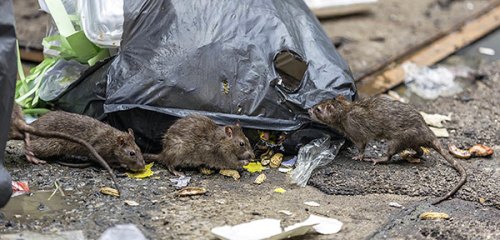 Účinná kontrola potkanů ​​a myší