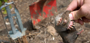 Hvordan man hurtigt fanger en muldvarp i en have ved hjælp af enkle midler
