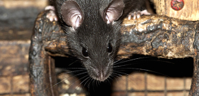 Schwarze Ratten: Fotos und interessante Fakten über das Leben dieser Nagetiere