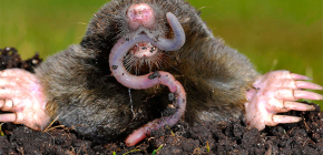 What do moles eat in the forest, as well as in vegetable gardens and summer cottages?