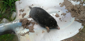 How to get rid of moles in a summer cottage with the help of folk remedies