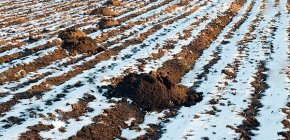 How does the mole winter and does it hibernate in the cold season?