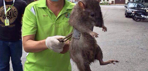 The largest rats in the world: photos of huge representatives