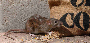 Interesting facts about gray rats (pasyuk)