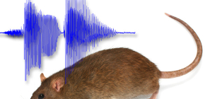 What sound can rats be scared away from home?