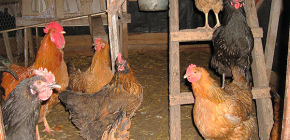 Kako se mogu riješiti štakora u kokošinjcu ako su navikli krasti jaja