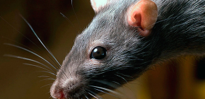 Ko bijo žiurkės ir kokie liaudies vaistai yra veiksmingiausi prieš juos