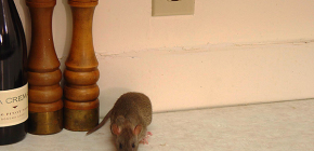 Kā uzticami atbrīvoties no žurkām un pelēm savā privātmājā