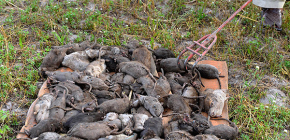 Hvilke rotter er farlige for mennesker og hvilke sykdommer de tåler