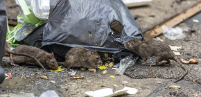 Účinná kontrola potkanov a myší