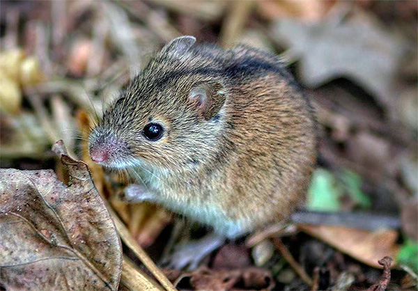Lai arī tā ir reti sastopama, maza novājināta pele var iet uz plēsēja ēdienu.