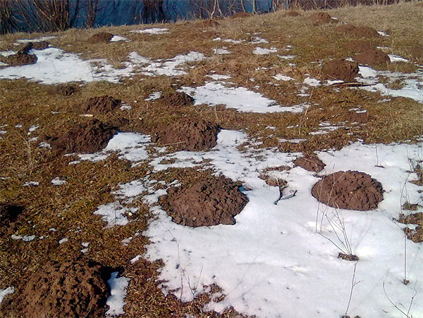 Au printemps, on trouve parfois inopinément de nombreux molehills sur le site, même si, semble-t-il, ils n'étaient pas déjà là à l'automne.