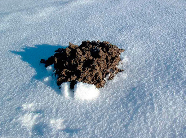 Parfois, les taupinières dépassent sous une couche de neige.