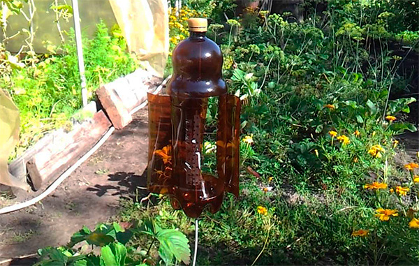 Un exemple de plateau tournant fabriqué à partir d'une bouteille en plastique et repoussant les taupes dans la région.