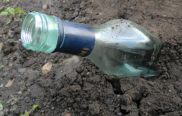 Un simple répulsif de taupes sous la forme d'une bouteille en verre vide enterrée dans le sol à un angle.