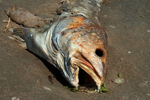 Le poisson pourri, enfoui dans le vison d'une taupe, aide très souvent à faire fuir ces animaux du site pendant un moment.
