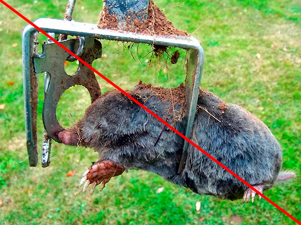 Certains résidents d'été utilisent des pièges spéciaux contre les taupes, tuant ainsi sans pitié les animaux ...