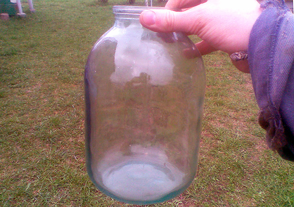 La taupe peut également être capturée vivante dans un bocal en verre ordinaire.