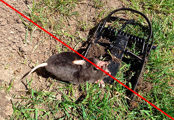 Sa halip na pumatay ng mga moles, mas mahusay na munang subukan na takutin ang mga ito palayo sa site.