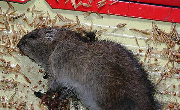 Ratten kleber - Die TOP Produkte unter den analysierten Ratten kleber