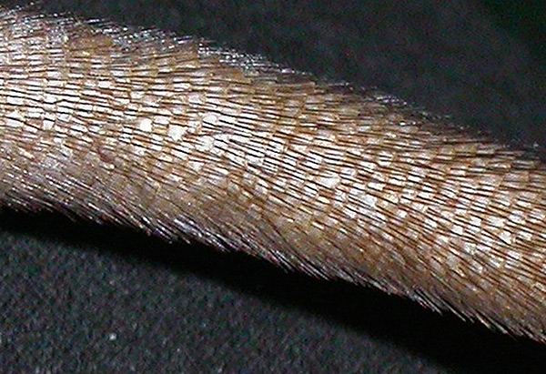 La peau de la queue des rats est recouverte de petites écailles et de poils de laine qui, dans des conditions d'insalubrité constante, contribuent à sa contamination rapide.
