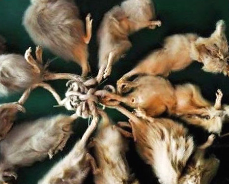 Le roi des rats, découvert par un fermier néerlandais en 1963, a été étudié à l'aide de rayons X.