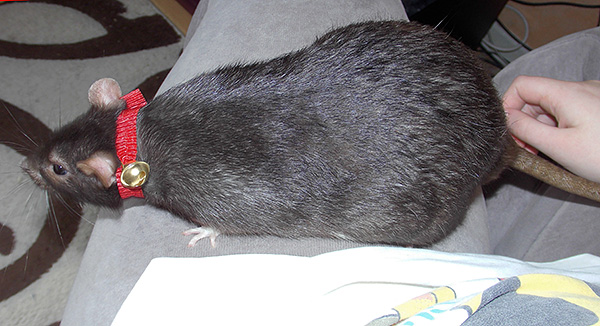 Z hojnosti jídla a nedostatku pohybu může být dekorativní krysa velmi velká.