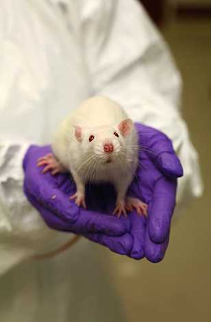 Rat de laboratoire