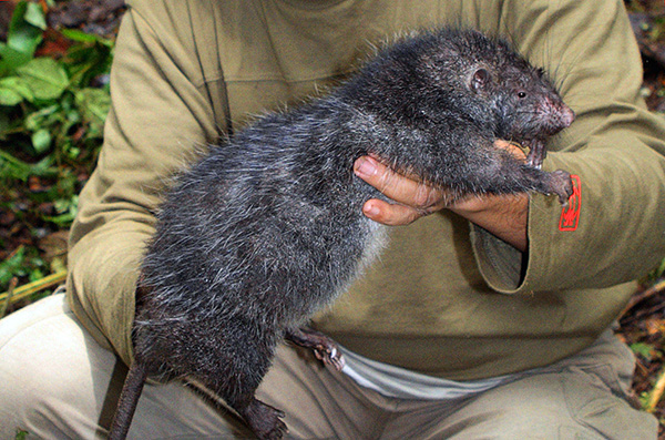 Vlněná krysa Bosawi je největší na světě - jednotlivci dosahují délky více než 80 cm.