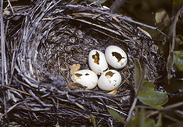 En raison de leur capacité à grimper aux arbres, les rats noirs ravagent les nids d'oiseaux, mangeant le contenu d'œufs et parfois de poussins.