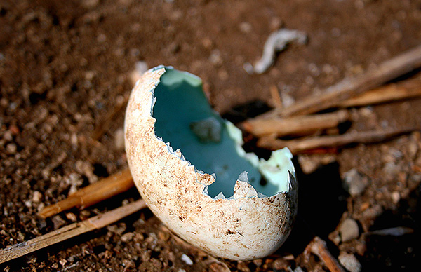 Sur les plages, les pasukas ravagent les nids d'oiseaux en détruisant les œufs.