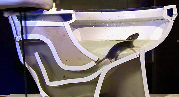 Les rats entrent souvent dans les toilettes par un joint d'étanchéité ...