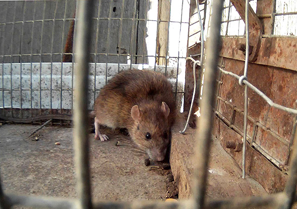La photo montre un exemple d'un rat pris dans une cage à piège (piège vivant)
