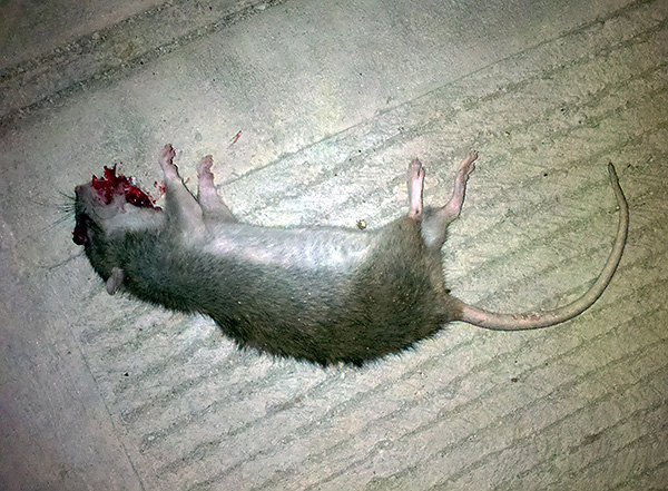 Les poisons pour les rats et les souris à base d'anticoagulants sanguins tuent les rongeurs en raison de la détérioration de la coagulation du sang, qui provoque un saignement important.