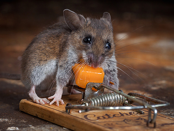 On pense que les rats et les souris aiment le fromage le plus souvent, mais voyons si cela est vrai et quels appâts fonctionnent le mieux dans la pratique ...