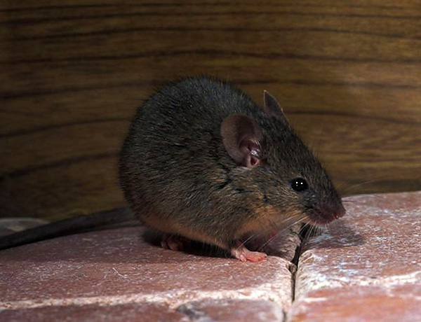 La plupart des souris préfèrent les produits d'origine végétale, tels que les céréales, les légumes et les fruits.