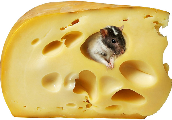 Le fait que les rats et les souris aiment le fromage est plutôt un mythe inspiré par les dessins animés, car en réalité ce n'est pas l'appât derrière lequel les rongeurs risquent le plus de tomber dans un piège.