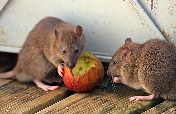 L'alimentation des rats consiste principalement en produits d'origine animale, tandis que chez la souris, il s'agit d'une plante, mais en l'absence de la nourriture habituelle, les deux peuvent manger presque n'importe quel type de nourriture.