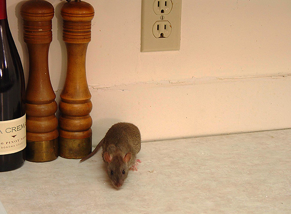 Nous nous familiarisons avec les moyens de nous débarrasser des rats et des souris si ces rongeurs décidaient soudainement de s'installer dans une maison privée ...