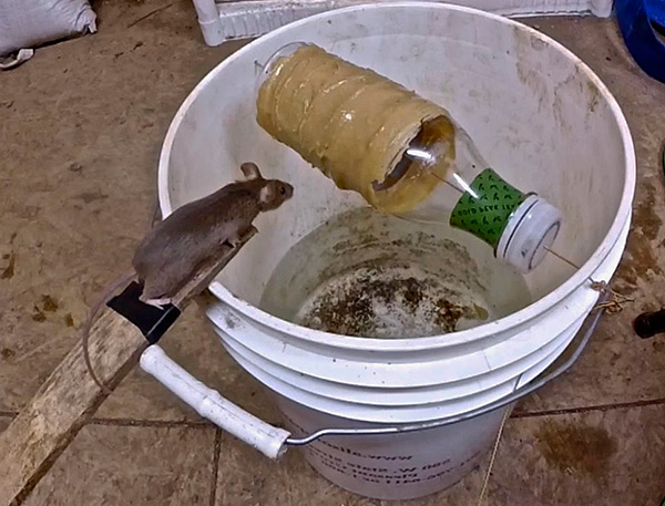 La photo montre un exemple de piège fait maison qui vous permet d'attraper très efficacement des rats et des souris.
