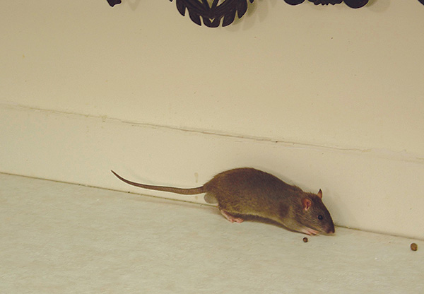 Dans une maison privée, il est important non seulement de se débarrasser des rats et des souris existants, mais également d'empêcher de nouveaux rongeurs de s'y rendre.