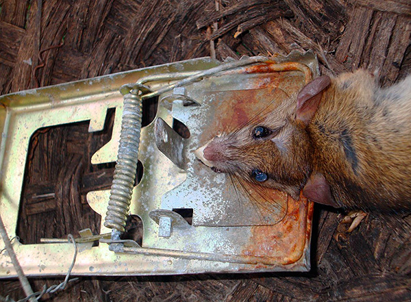 Les pièges mécaniques les plus courants peuvent vous aider à vous débarrasser des rats et des souris assez rapidement si vous pouvez utiliser ces dispositifs correctement.