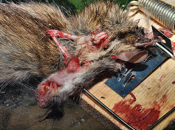 L'inconvénient des pièges à souris typiques (et des pièges à rats) est la nécessité de contacter les cadavres de rongeurs morts.